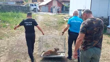 De necrezut! Ce au descoperit jandarmii montani în curtea unui localnic din Gorj
