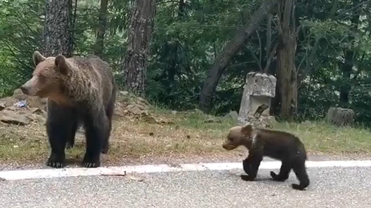 urșii Transfăgărășan 3 