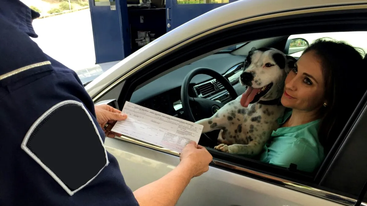 Este legal să transporți cu mașina un câine sau o pisică? În anumite cazuri, amenda este uriașă