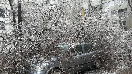 Primăria unui sector din Bucureşti anunţă că îi va ajuta pe toţi proprietarii maşinilor avariate de copaci