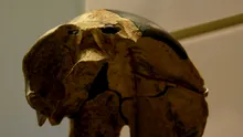 Un CRANIU vechi de 300.000 de ani nu se potrivește cu nicio specie umană