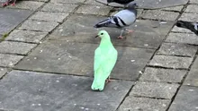 Ce este, de fapt, porumbelul verde fotografiat zilele trecute, într-un oraș din Anglia