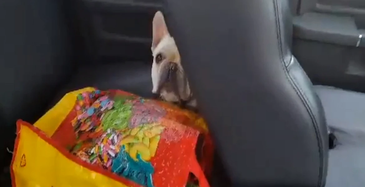 Ce se întâmplă în SUA dacă îţi laşi câinele în maşină – VIDEO