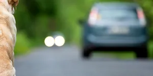 VIDEO | A frânat brusc pentru a evita un câine și a fost lovit în spate. Cine e vinovat de producerea accidentului?