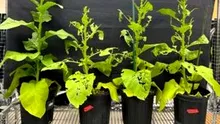 Plantele UIMITOARE care își produc singure propriile pesticide
