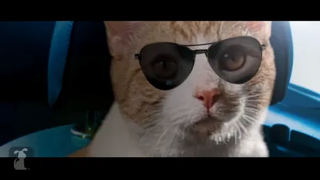 Filmul Need For Speed primeşte un nou trailer... cu pisici! VIDEO
