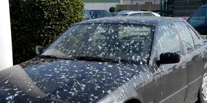 Culoarea mașinii tale ar putea atrage păsările mai mult decât te-ai aștepta și nu într-un mod plăcut