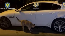Flagrant cu 1 kg de cocaină într-un Jaguar XF alb: cum a decurs intervenția autorităților – VIDEO