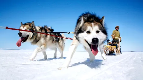 ProMotor NEWS: ceva lejer, de vară. 300 de cai Vs. 6 Husky