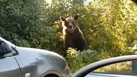 Revoltător! Un șofer vrea să dea cu mașina peste o ursoaică și peste puii acesteia. VIDEO
