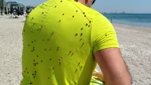 Gărgăriță-riță, fugi pe litoral! Buburuze agresive invadează litoralul
