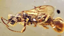 Creatură „dincolo de imaginație”, descoperită în chihlimbar