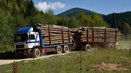 Guvernul dorește confiscarea camioanelor care fac transport ilegal de lemne