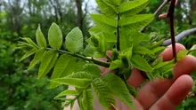 COPACUL „toxic” de evitat în grădină. Poate contamina grav plantele din curte și afectează structura caselor din apropiere