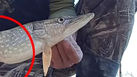 S-a dus la pescuit şi a prins cea mai CIUDATĂ ştiucă din lume. Pescarul a rămas mască când a văzut ce era în jurul peştelui - FOTO VIRALĂ