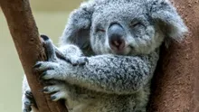 De ce koala îmbrățișează mereu copacii?
