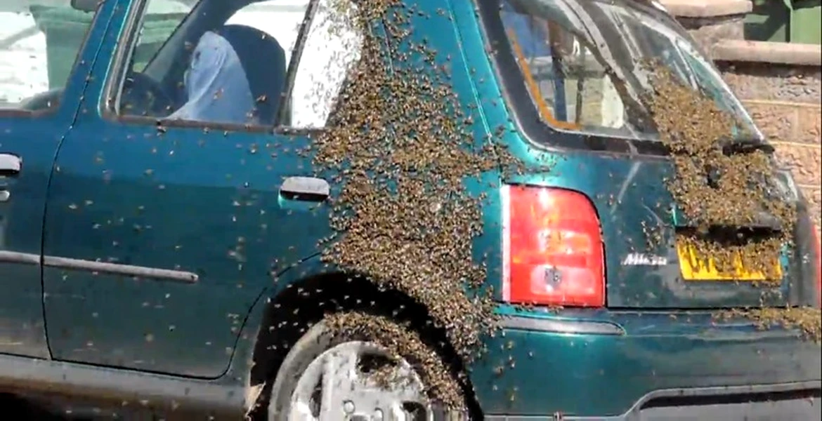 Un britanic şi-a găsit maşina transformată în stup de albine. VIDEO