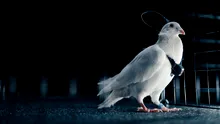 Porumbei-spioni cu cipuri implantate în creier: Un startup din Rusia transformă păsările în „biodrone”