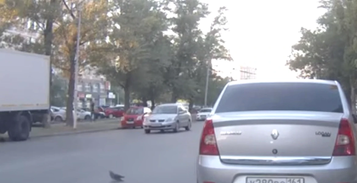 VIDEO Accident cu 3 maşini, din cauza unui porumbel