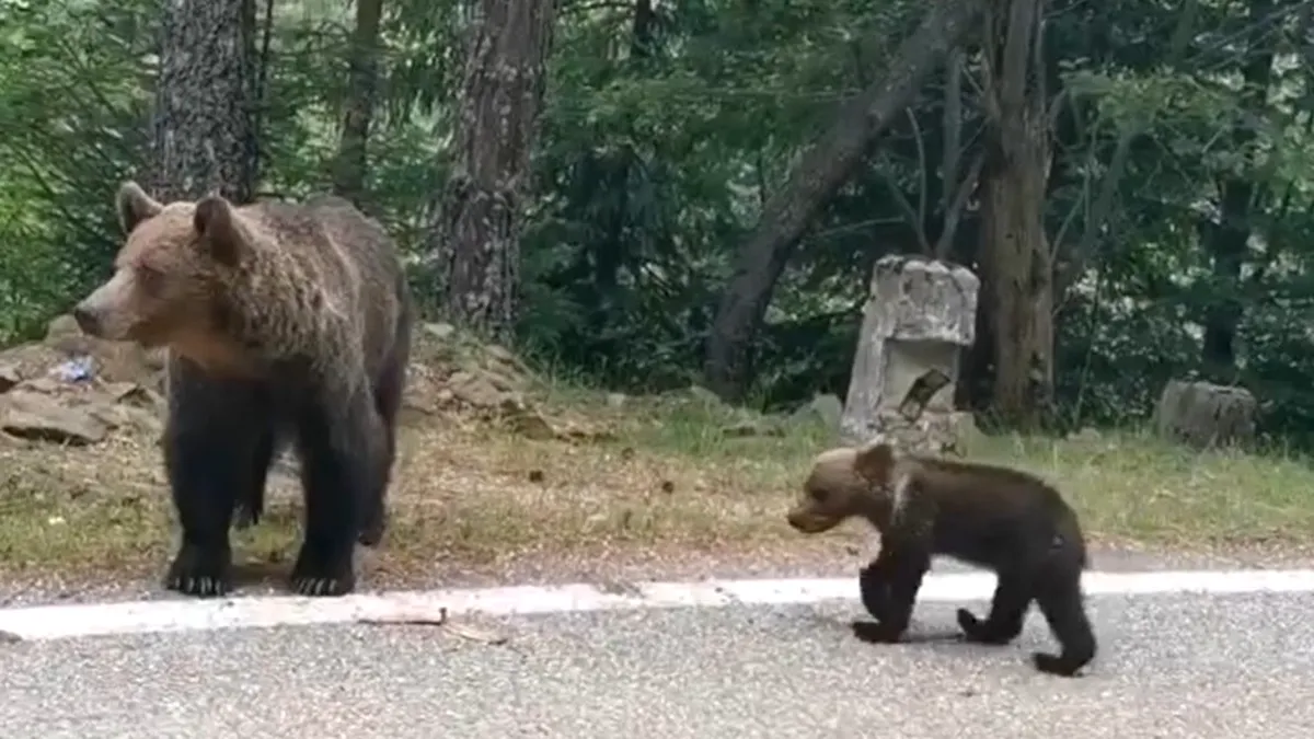 Șoferii dau nas în nas cu urșii pe Transfăgărășan zi de zi. Pericolul la care se expun
