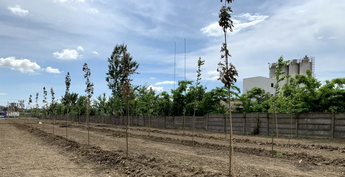 Continental plantează o pădure lângă fabrica sa din Timişoara