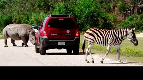 Sistem de prevenire a accidetelor cu animale