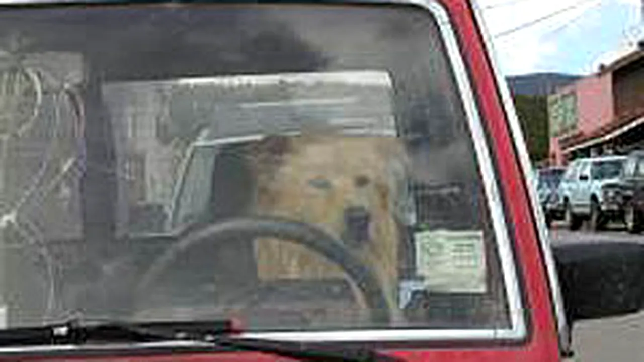 1-dog 