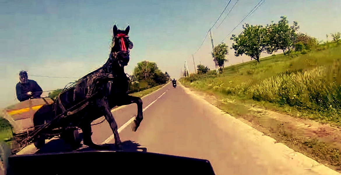 Cum să reacţionezi în faţa unui cal scăpat de sub control. VIDEO
