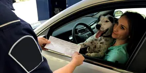 Pe ce scaun e legal să stea câinele sau pisica în mașină? Amenda poate depăși 4.300 de lei