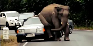 Trei oameni au murit după ce mașina în care se aflau a izbit un elefant. Animalul avea prioritate