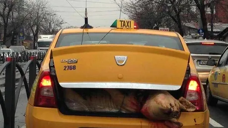 Poliția a început verificarea șoferilor. Cei care transportă porci în portbagaj vor fi amendați