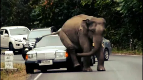 Momentul săptămânii: elefantul care-şi calma mâncărimile scărpinându-se de maşini