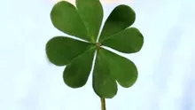 De ce se crede că trifoiul cu patru foi aduce noroc?