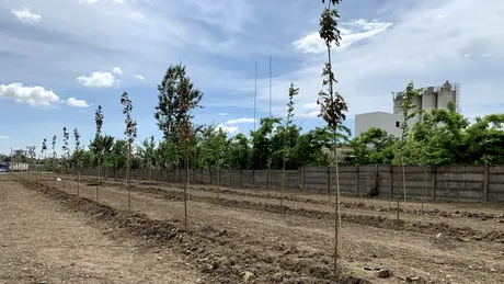 Continental plantează o pădure lângă fabrica sa din Timişoara