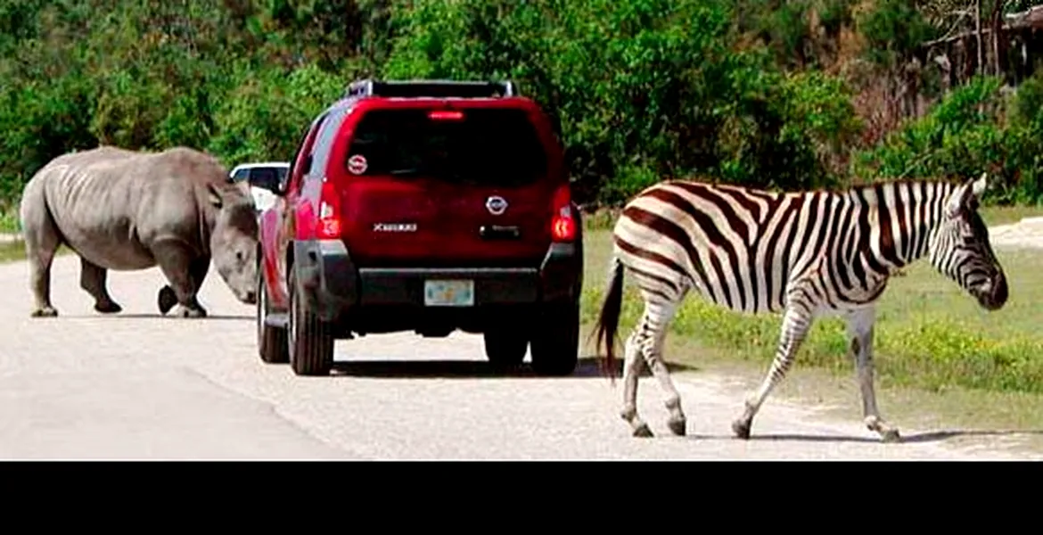 Sistem de prevenire a accidetelor cu animale