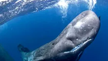 Ceva uluitor se întâmplă cu balenele din Marea Mediterană