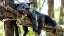 Binturongul: animalul din Asia care are un miros extrem de ciudat