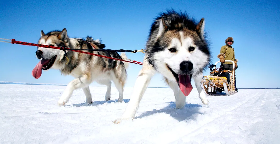 ProMotor NEWS: ceva lejer, de vară. 300 de cai Vs. 6 Husky