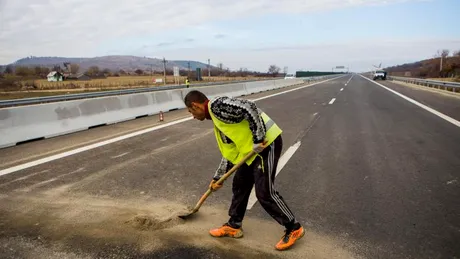 Porc căzut dintr-o maşină de transport, fotografiat pe autostrada A1 Orăştie-Sibiu