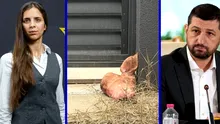 Detalii în exclusivitate din „Operațiunea: Cap de Porc” de la poarta lui Lulea. Complicele făptașului s-a confesat pentru Gândul și anunță că are înregistrări cu Marius Lulea: „Toată lumea va vedea cine este cu adevărat și cât de bolnav de răutate este”