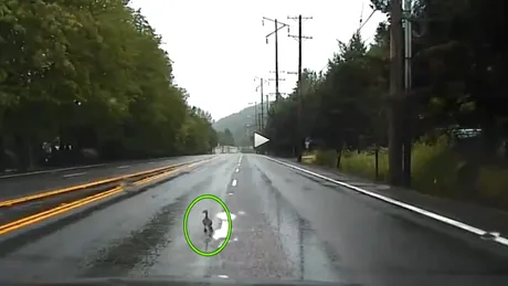 VIDEO: Urmărire poliţie-vitezoman întreruptă de...o raţă cu pui