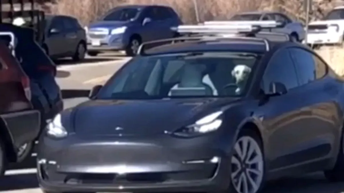 VIDEO | Ce caută un câine la volanul unei Tesla Model 3?