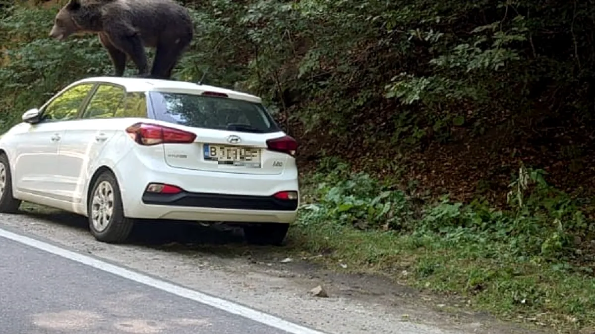 Hyundai i20 și ”Testul Ursului” în Munții Făgăraș - FOTO