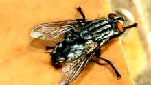 Numărătoare oficială! Câte insecte există pe Pământ?