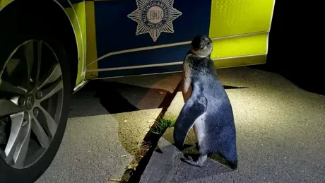 Un pinguin a fost descoperit de polițiști pe o stradă din Anglia