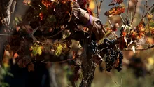 Minim istoric al producției de vin în Franța. Efectele caniculei din vară se resimt