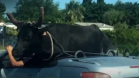 Un șofer transportă un taur cu un Peugeot decapotabil