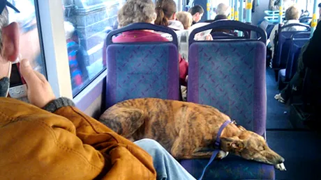 Oraşul din România unde câinii vor avea nevoie de bilete pe mijloacele de transport