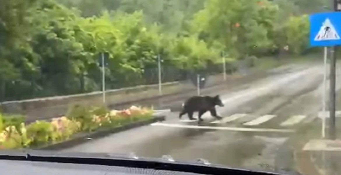 Un urs a fost filmat în timp ce traversează pe o trecere de pietoni din Sinaia – VIDEO