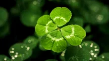 Când vor muri ultimele plante de pe Pământ?